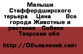 Малыши Стаффордширского терьера  › Цена ­ 1 - Все города Животные и растения » Собаки   . Тверская обл.